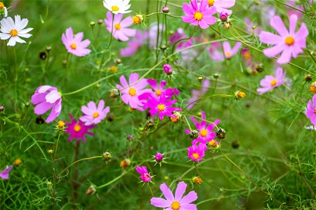 Nature Flowers