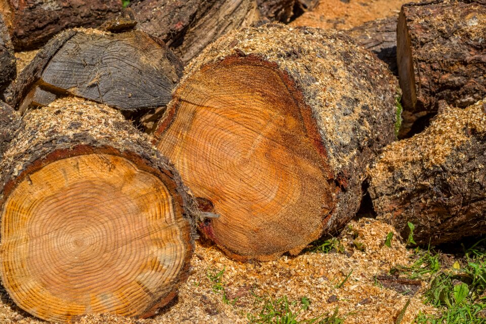 Chopping wood firewood log forestry