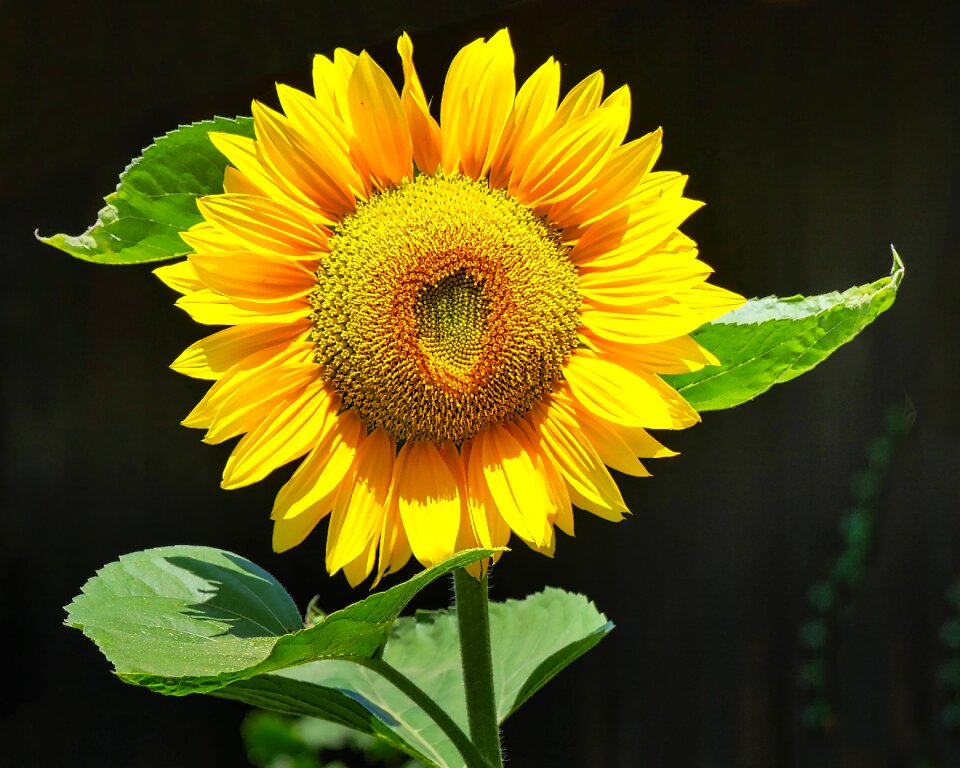 Yellow nature bloom