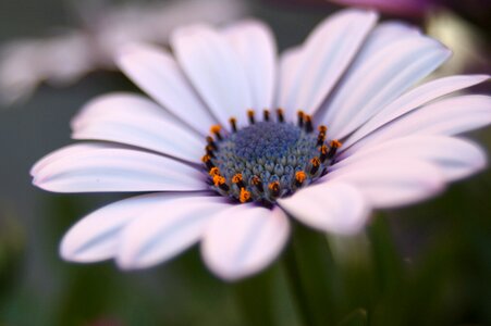 Natural white macro