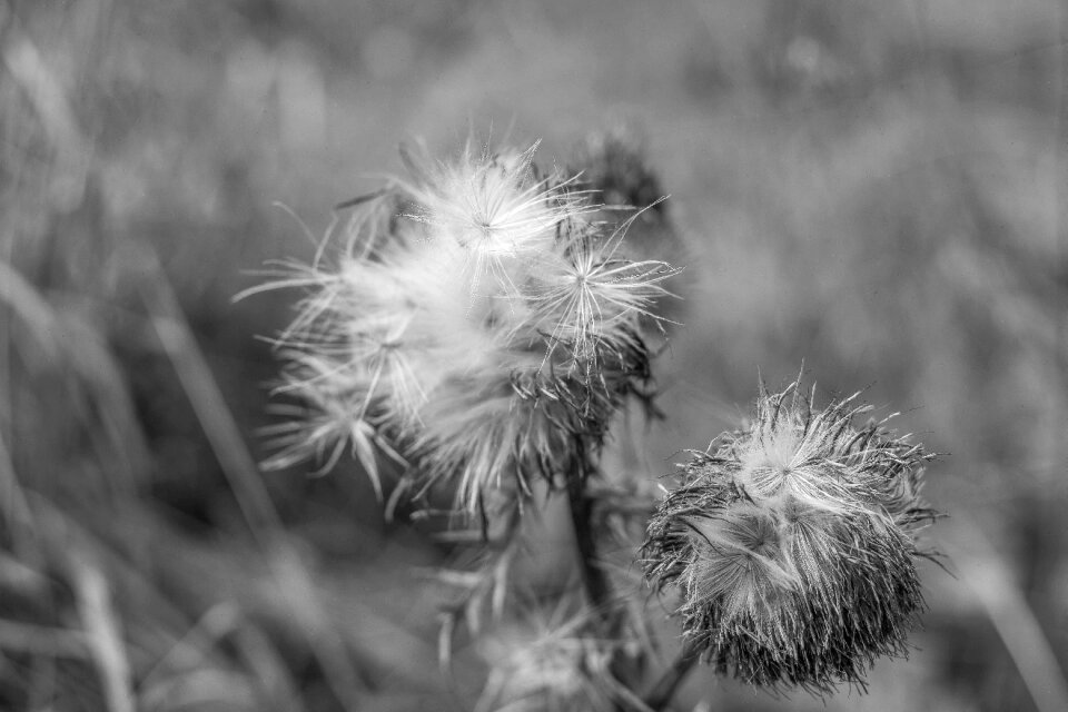 Flowers flower garden