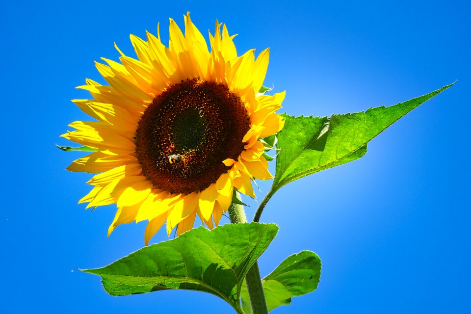 Yellow nature bloom