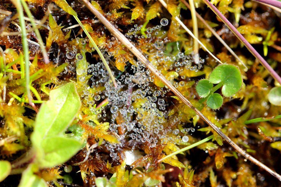 Water Waterdrops photo