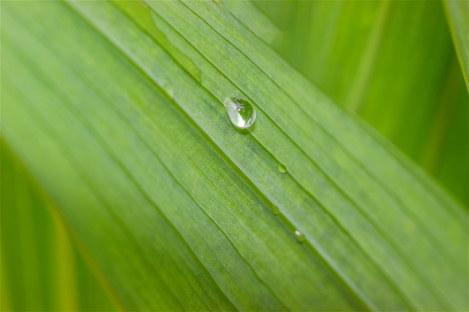 Water Waterdrops