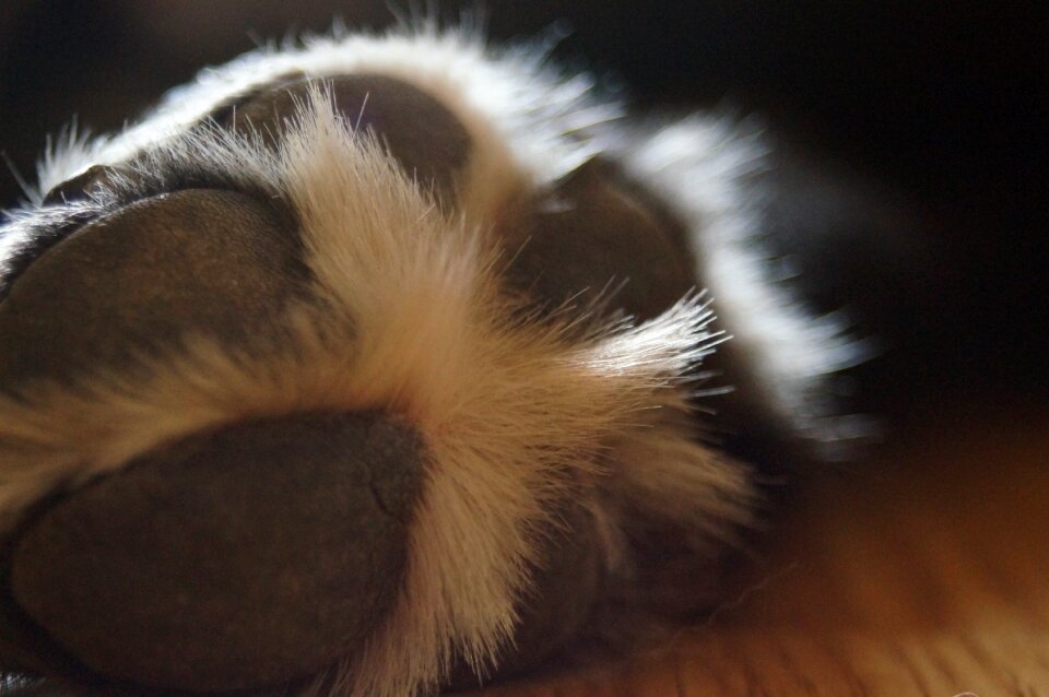 Fur pets details