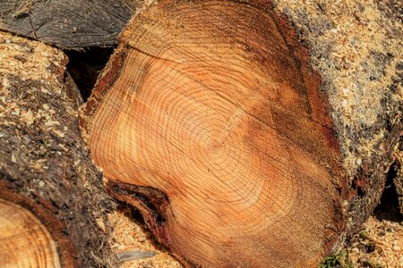 Chopping wood firewood log forestry