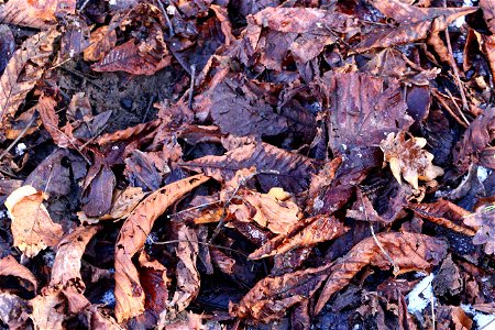 Ground Leaves