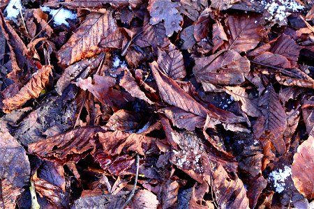 Ground Leaves