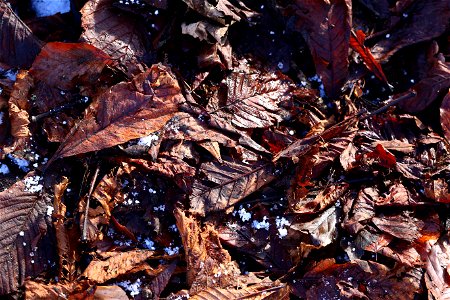 Ground Leaves