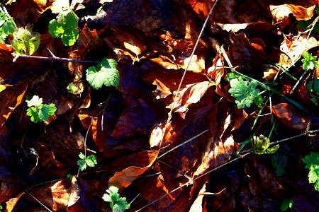 Ground Leaves