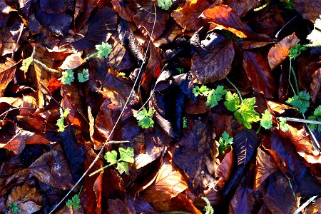 Ground Leaves