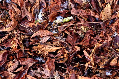 Ground Leaves