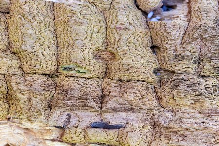 Wood Rotten photo