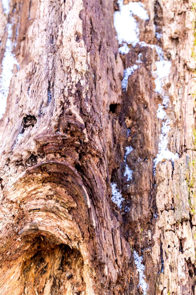 Wood Rotten