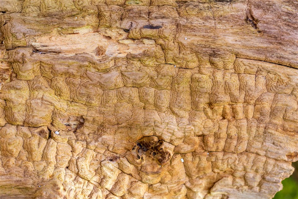 Wood Rotten