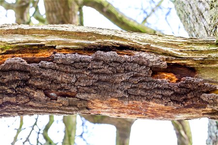 Wood Rotten