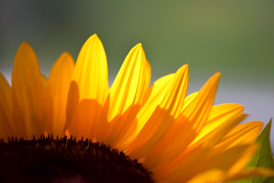 Bloom summer yellow