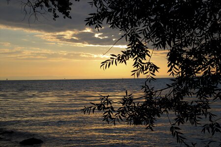 East dawn branches