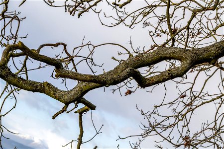 Nature Branches