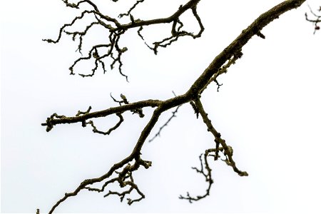 Nature Branches