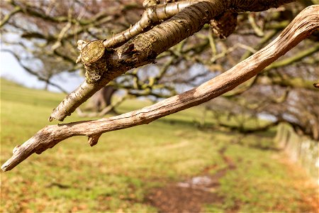 Nature Branches