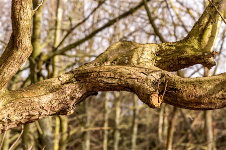 Nature Branches photo