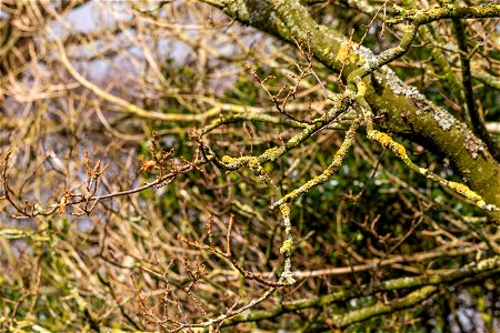 Nature Branches