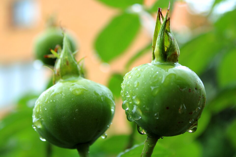 Fruiting maturation water drop