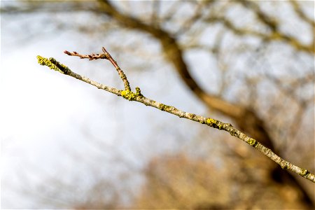 Nature Branches