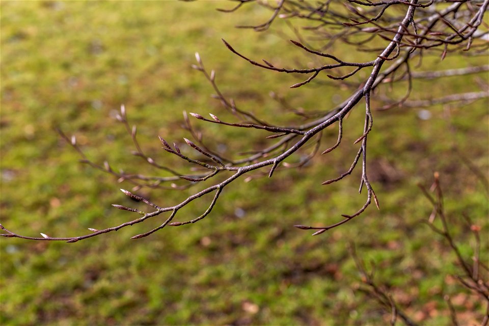 Nature Branches photo