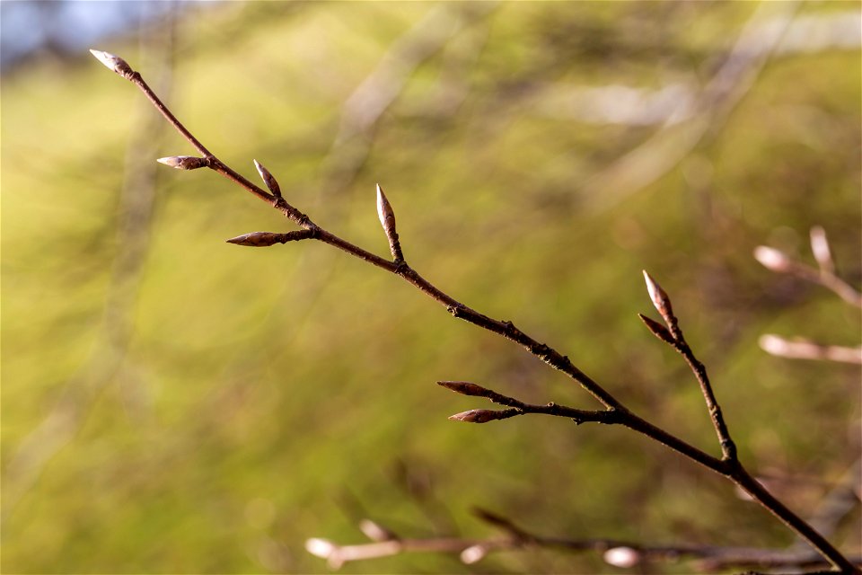 Nature Branches photo