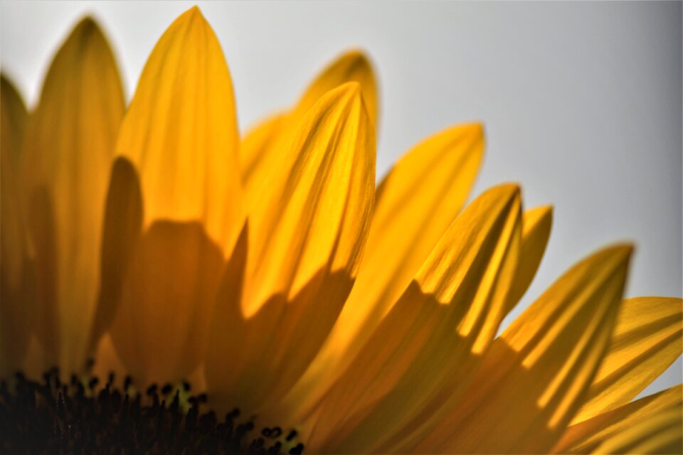 Bloom summer yellow