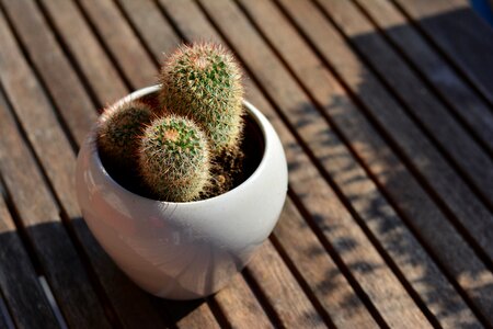 Prickly plant potted plant photo