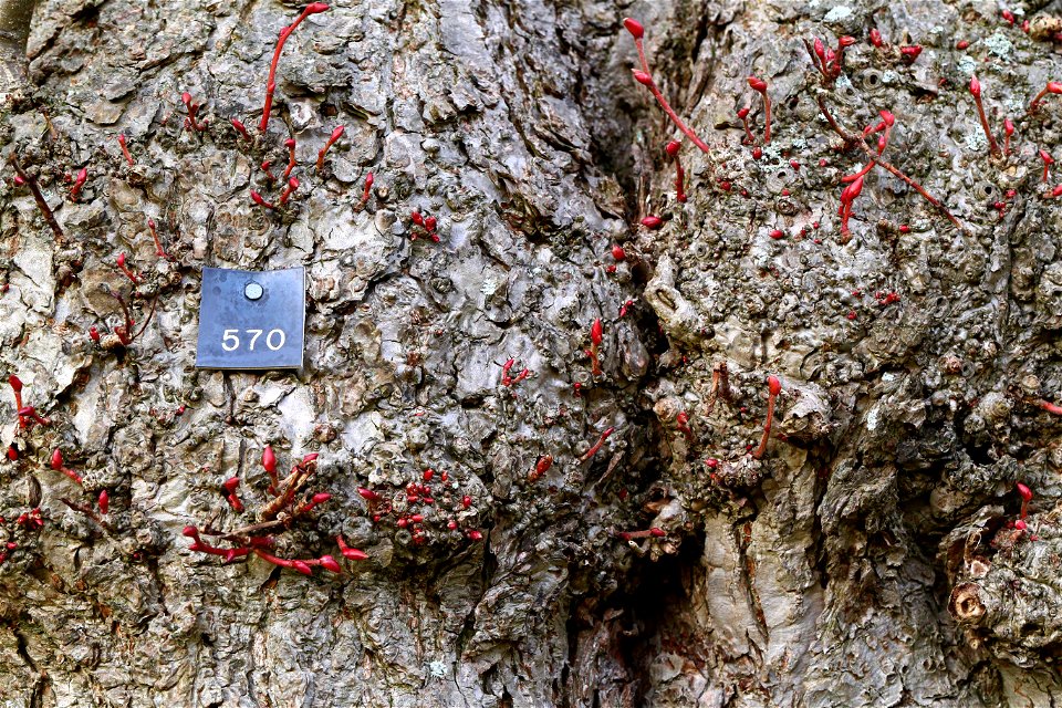 Nature Tree Trunk