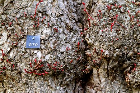 Nature Tree Trunk
