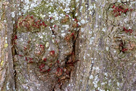 Nature Tree Trunk