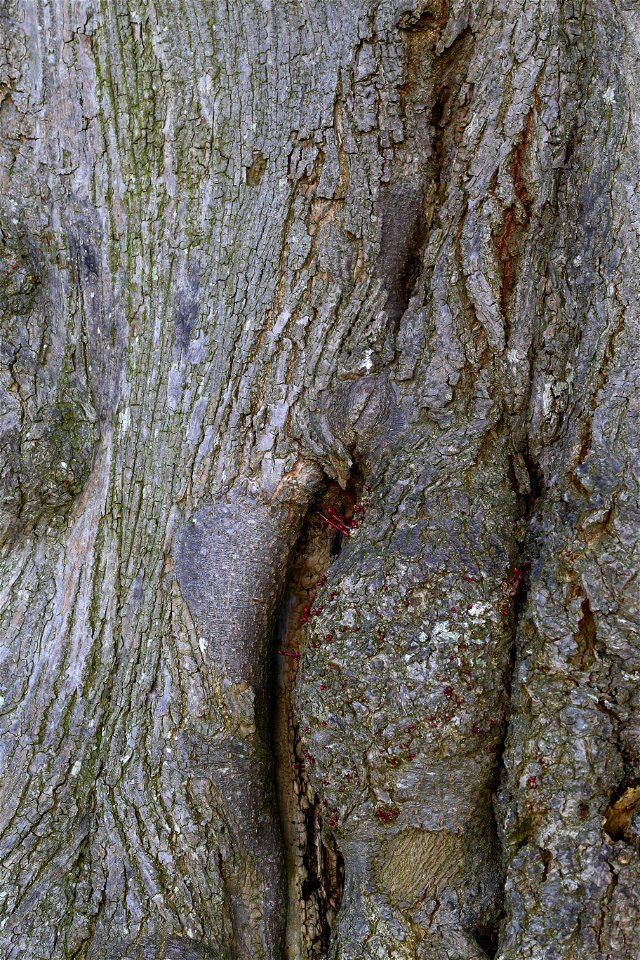 Nature Tree Trunk