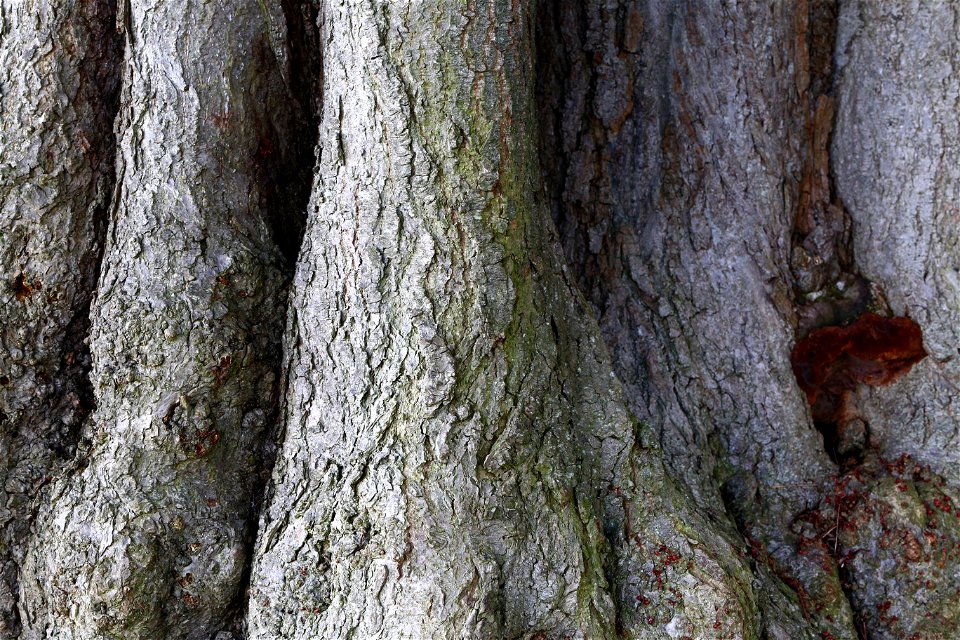Nature Tree Trunk