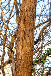 Nature Tree Trunk