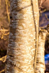 Nature Tree Trunk