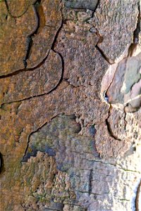 Nature Tree Trunk