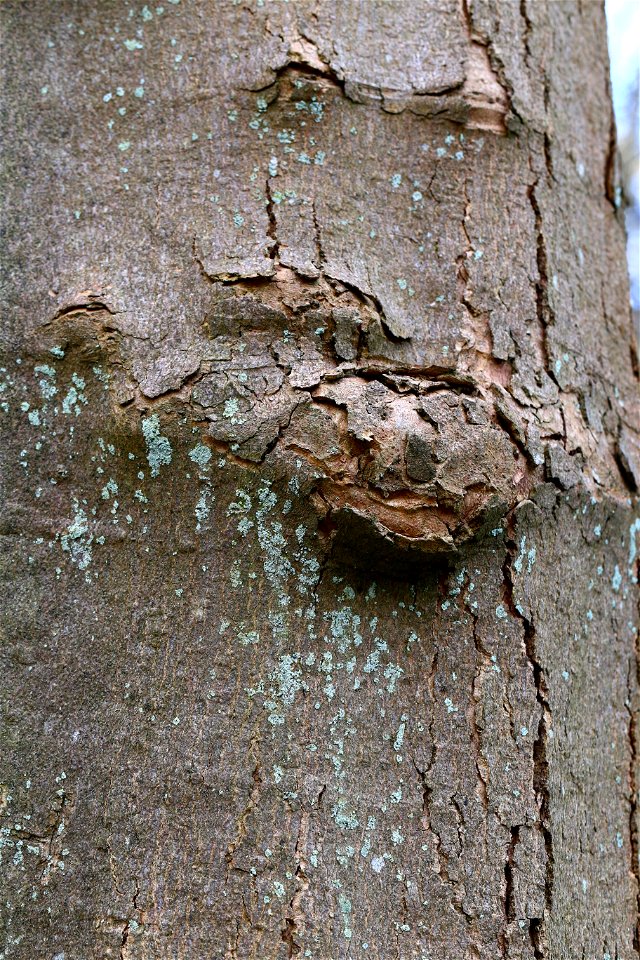 Nature Tree Trunk