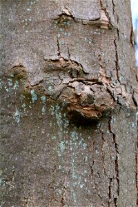 Nature Tree Trunk