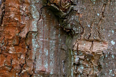 Nature Tree Trunk