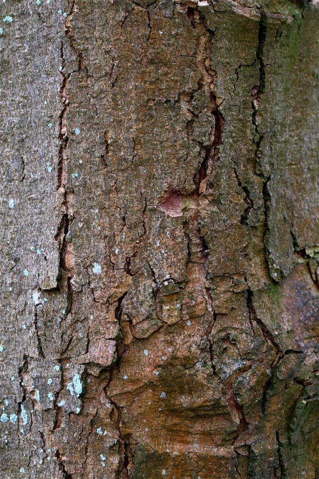 Nature Tree Trunk