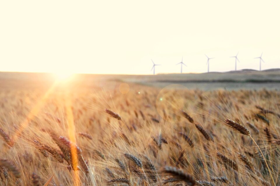 Rural solar wheat