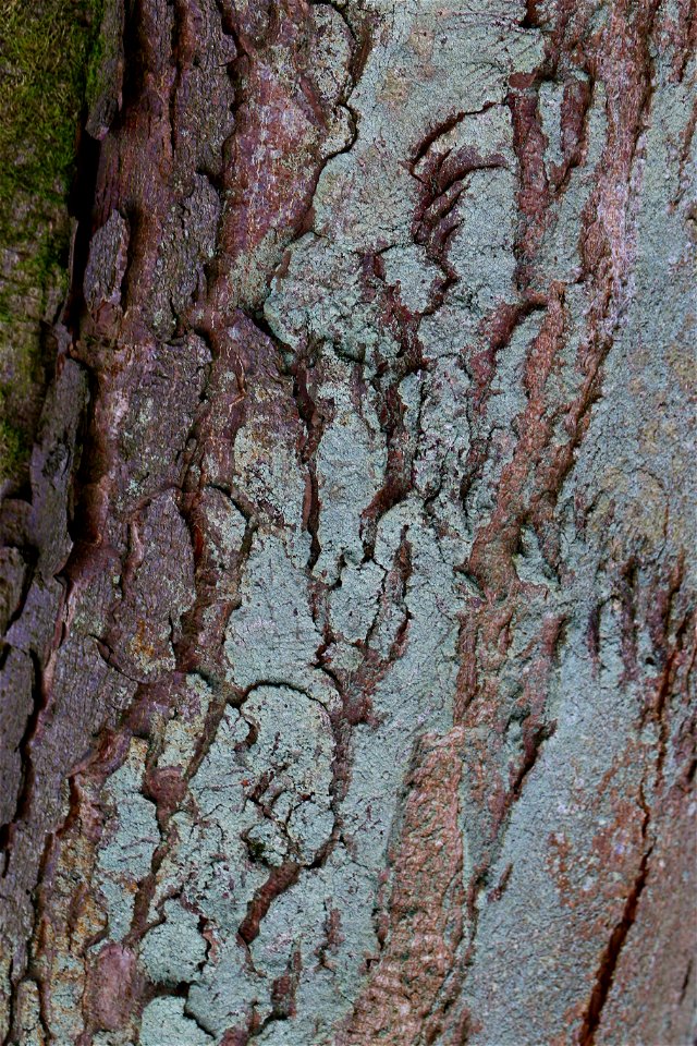 Nature Tree Trunk
