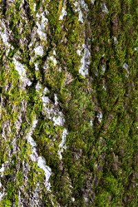 Nature Tree Trunk