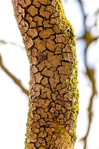Nature Tree Trunk