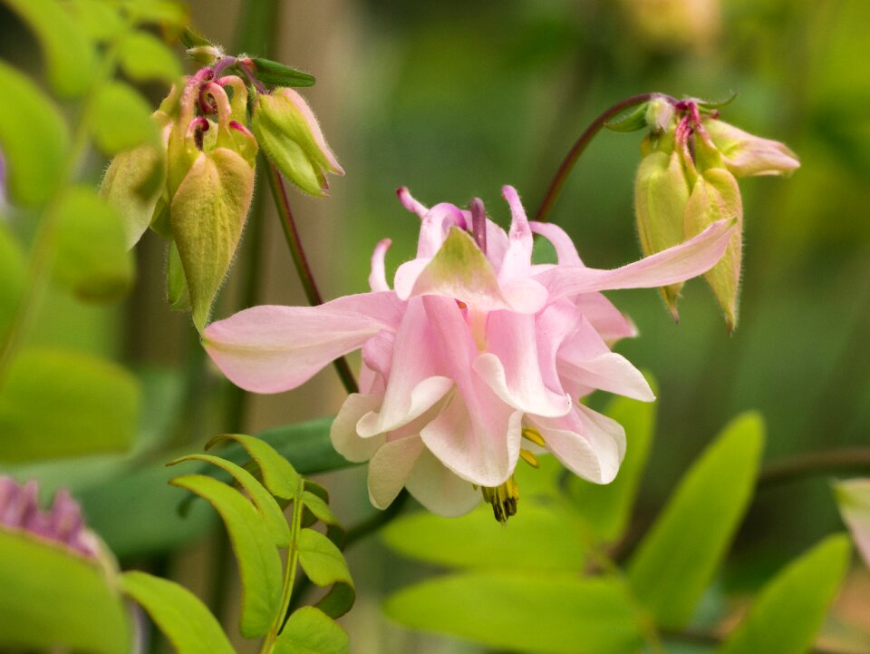 Flowers close up columbine